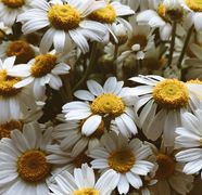 Mușețelul - beneficii pentru căile respiratorii